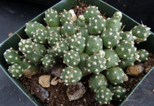 Load image into Gallery viewer, Cumulopuntia pentlandii (Tephrocactus) *Miniature Ball Shape Cactus*