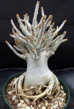 Load image into Gallery viewer, Adenium 'Thai Socotranum'