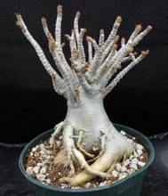 Load image into Gallery viewer, Adenium 'Thai Socotranum'