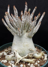 Load image into Gallery viewer, Adenium 'Thai Socotranum'
