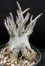 Load image into Gallery viewer, Adenium 'Thai Socotranum'
