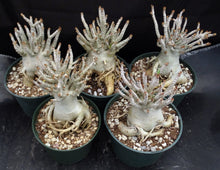 Load image into Gallery viewer, Adenium 'Thai Socotranum'
