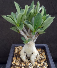 Load image into Gallery viewer, Adenium arabicum 'Thai Socotranum' (E)