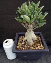 Load image into Gallery viewer, Adenium arabicum 'Thai Socotranum' (E)