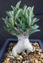 Load image into Gallery viewer, Adenium arabicum 'Thai Socotranum' (H)