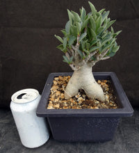 Load image into Gallery viewer, Adenium arabicum 'Thai Socotranum' (H)