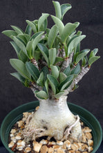 Load image into Gallery viewer, Adenium arabicum 'Thai Socotranum' (J)
