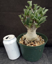 Load image into Gallery viewer, Adenium arabicum 'Thai Socotranum' (J)