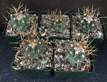 Load image into Gallery viewer, Thelocactus lophothele