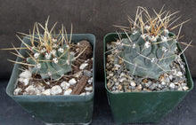 Load image into Gallery viewer, Thelocactus lophothele
