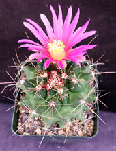Load image into Gallery viewer, Thelocactus tulensis v. matudae