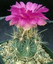 Load image into Gallery viewer, Thelocactus bicolor