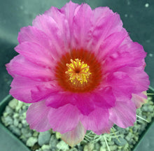Load image into Gallery viewer, Thelocactus bicolor