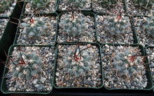 Load image into Gallery viewer, Thelocactus lophothele Blue form (Black spine)