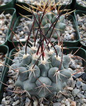 Load image into Gallery viewer, Thelocactus lophothele Blue form (Black spine)