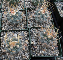 Load image into Gallery viewer, Thelocactus lophothele Blue form (Yellow spines)