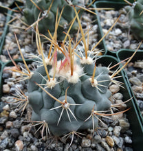 Load image into Gallery viewer, Thelocactus lophothele Blue form (Yellow spines)