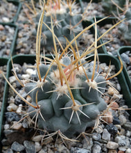 Load image into Gallery viewer, Thelocactus lophothele Blue form (Yellow spines)