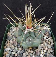 Load image into Gallery viewer, Thelocactus lophothele