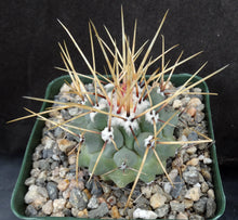 Load image into Gallery viewer, Thelocactus lophothele