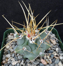 Load image into Gallery viewer, Thelocactus lophothele