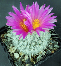Load image into Gallery viewer, Thelocactus macdowellii