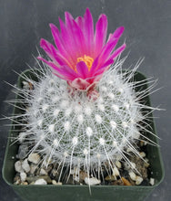Load image into Gallery viewer, Thelocactus macdowellii