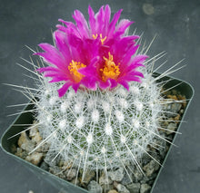 Load image into Gallery viewer, Thelocactus macdowellii