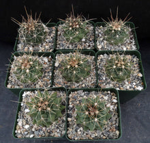 Load image into Gallery viewer, Thelocactus tulensis v. matudae