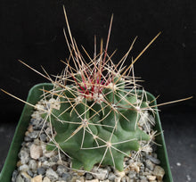 Load image into Gallery viewer, Thelocactus tulensis v. matudae