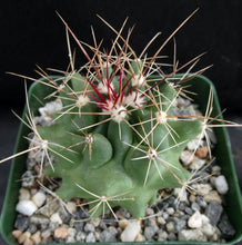 Load image into Gallery viewer, Thelocactus tulensis v. matudae