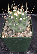 Load image into Gallery viewer, Thelocactus rinconensis