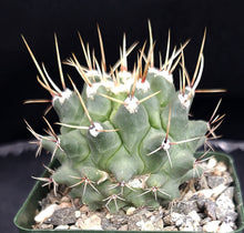 Load image into Gallery viewer, Thelocactus rinconensis