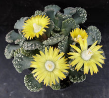 Load image into Gallery viewer, Titanopsis calcarea