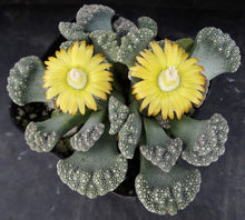 Load image into Gallery viewer, Titanopsis calcarea