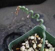 Load image into Gallery viewer, Trachyandra tortilis *Winter growing geophyte*