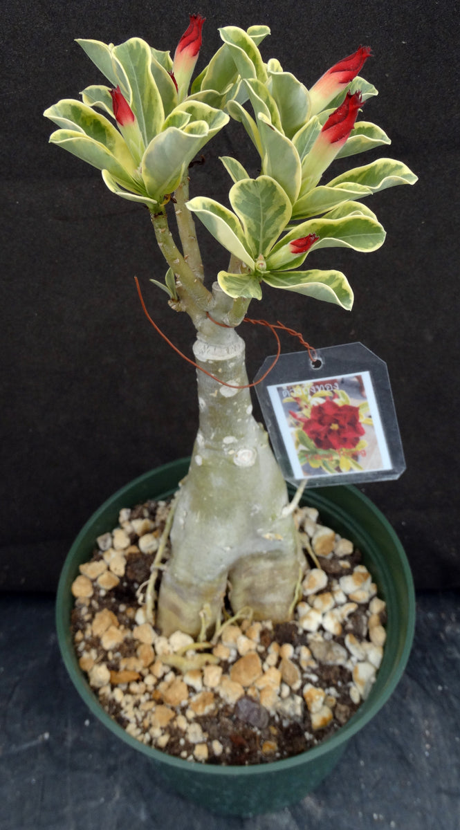 Adenium ‘Thong Mon’（アデニウム・トンモン） Adenium 'Thong Mon'（アデニウム・トンモン） isla del pescado