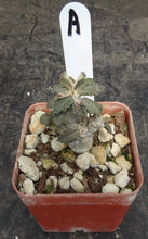 Load image into Gallery viewer, Euphorbia tulearensis *Seed grown plants*