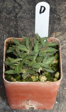 Load image into Gallery viewer, Euphorbia tulearensis *Seed grown plants*