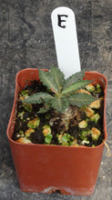 Load image into Gallery viewer, Euphorbia tulearensis *Seed grown plants*