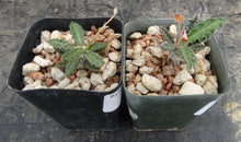 Load image into Gallery viewer, Euphorbia tulearensis *Seed grown plants*