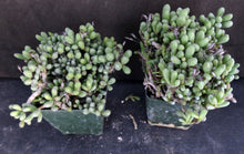 Load image into Gallery viewer, Tylecodon schaeferianus *Jelly Bean Leaves*