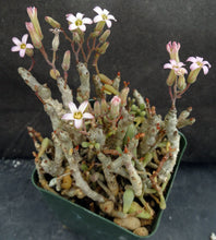 Load image into Gallery viewer, Tylecodon schaeferianus *Jelly Bean Leaves*