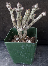Load image into Gallery viewer, Tylecodon bucholzianus