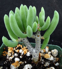 Load image into Gallery viewer, Tylecodon bucholzianus