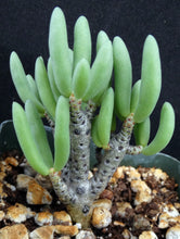 Load image into Gallery viewer, Tylecodon bucholzianus