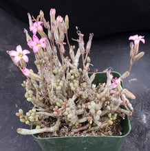 Load image into Gallery viewer, Tylecodon schaeferianus *Jelly Bean Leaves*