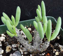 Load image into Gallery viewer, Tylecodon bucholzianus