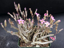 Load image into Gallery viewer, Tylecodon schaeferianus *Jelly Bean Leaves*