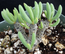 Load image into Gallery viewer, Tylecodon bucholzianus